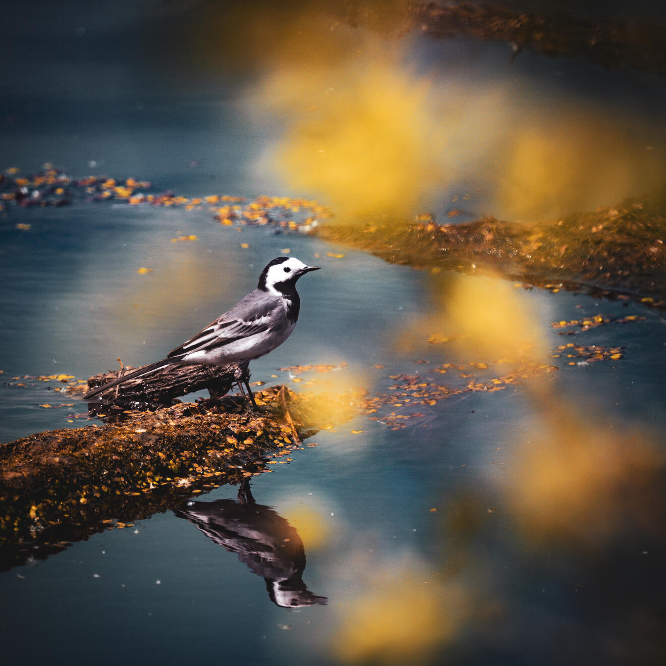 WHITE WAGTAIL