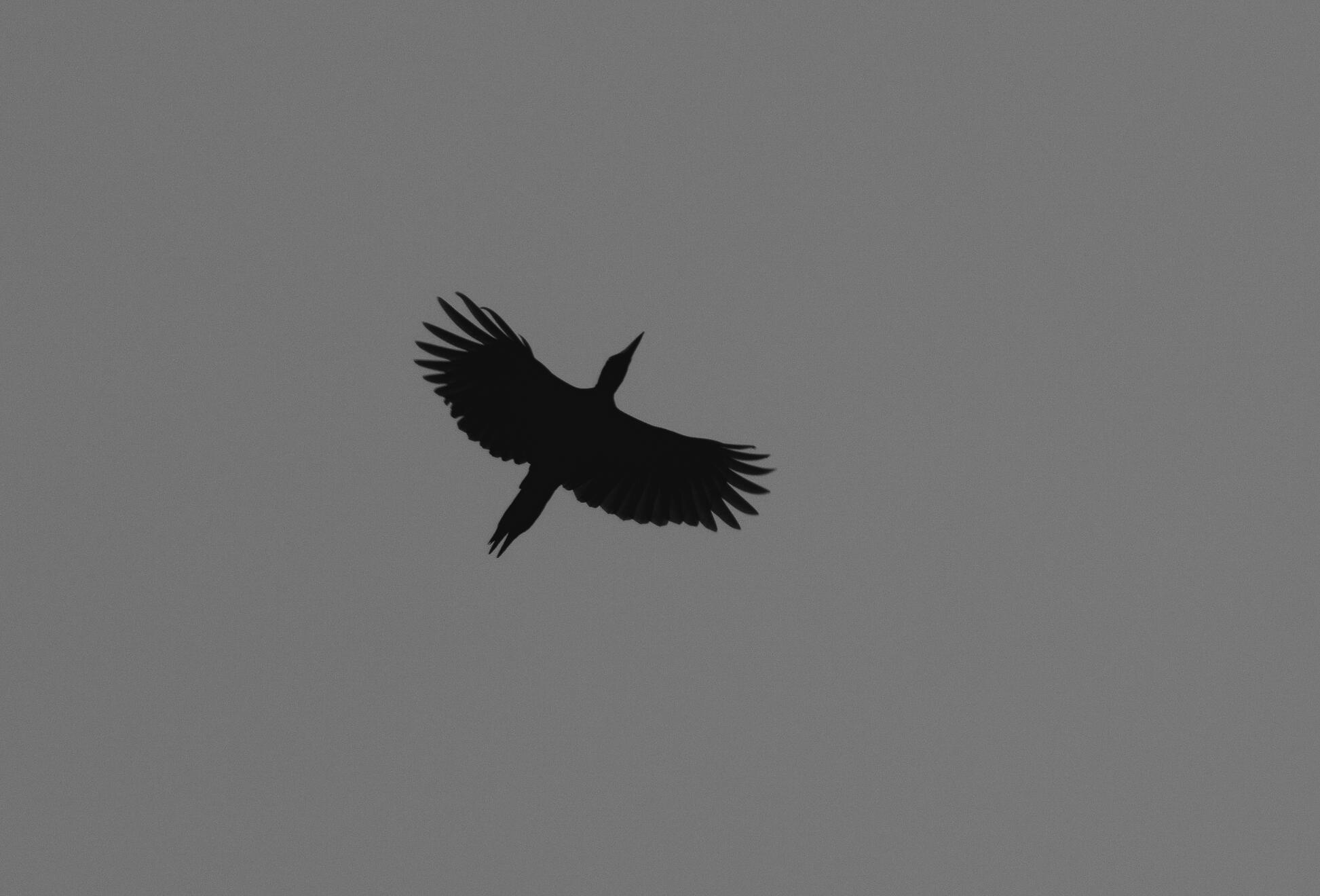 BLACK WOODPECKER