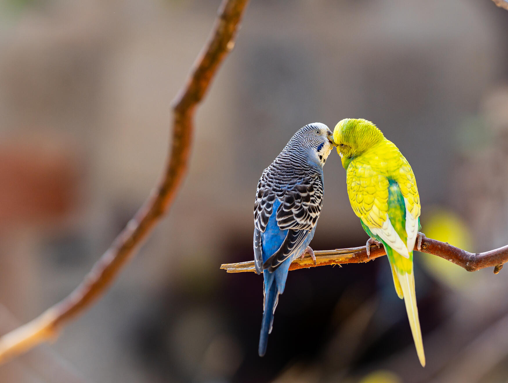 BUDGERIGAR