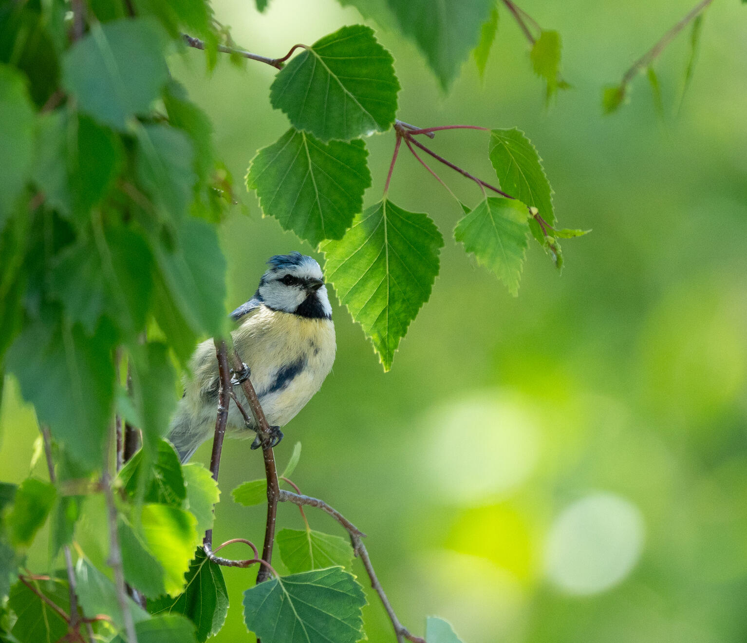 Blue Tit