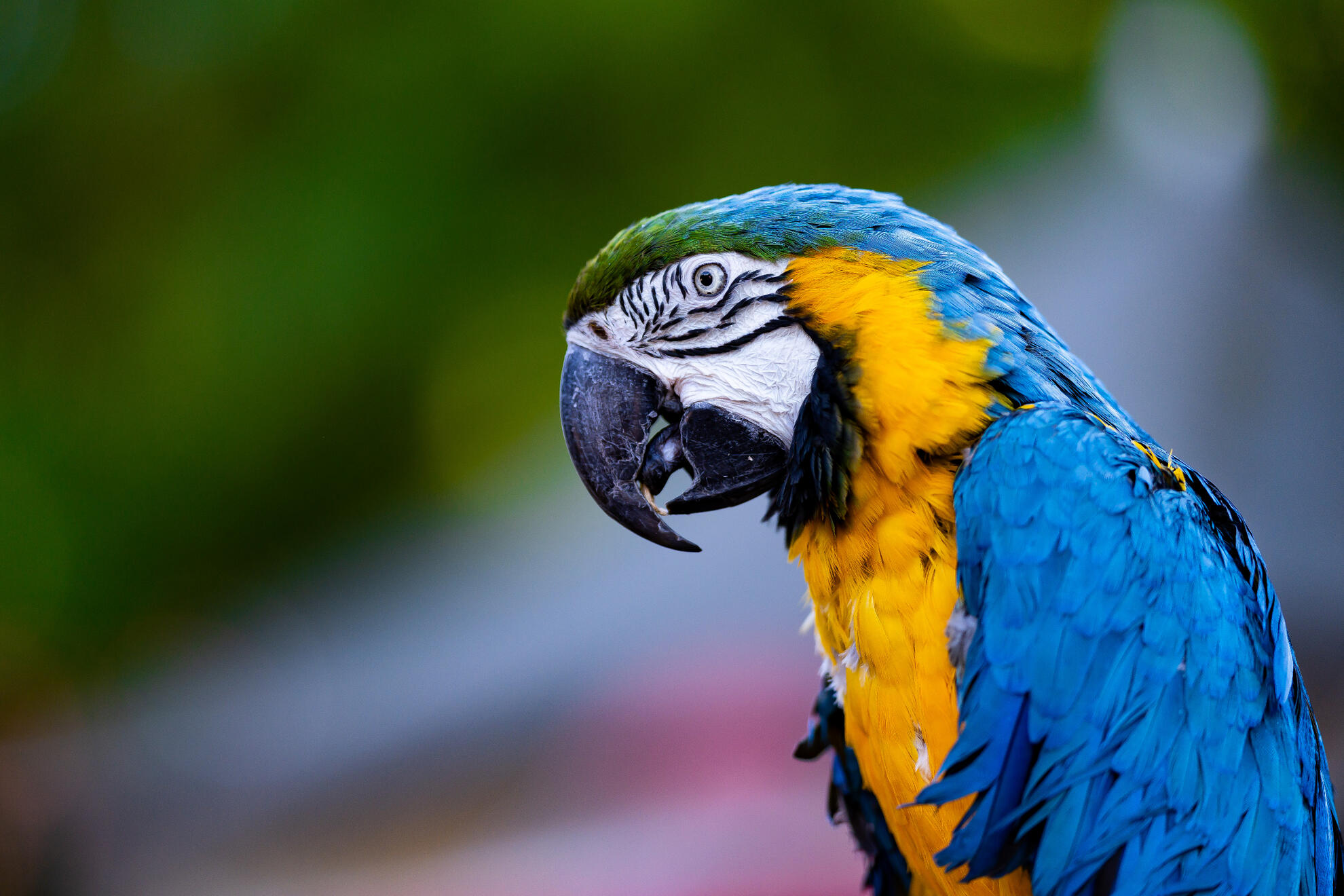 Blue-and-yellow macaw