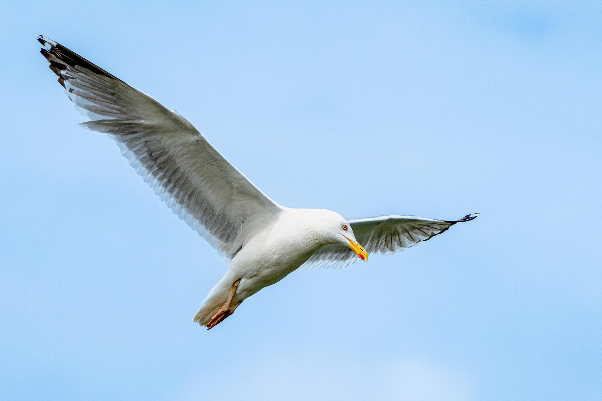 European herring gull