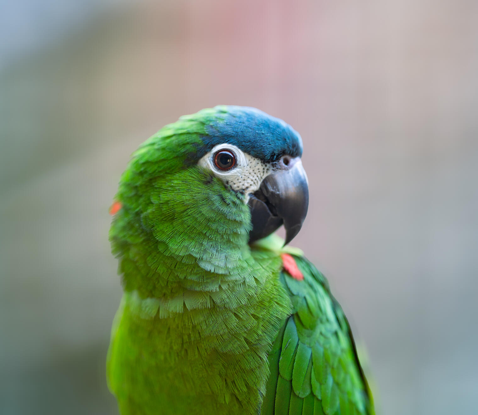 Amazon Parrot