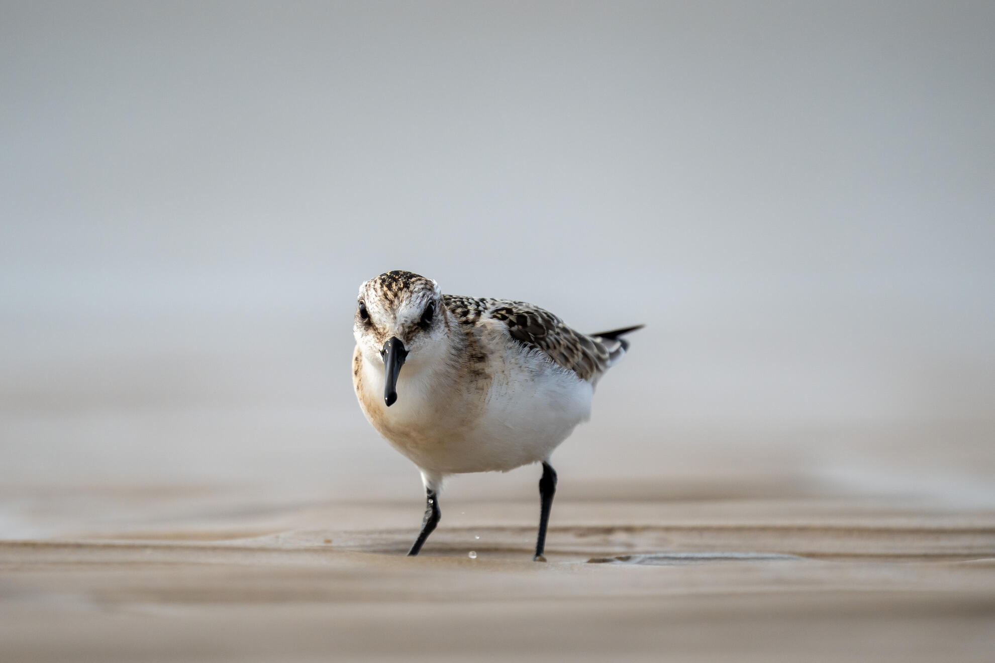Sanderling
