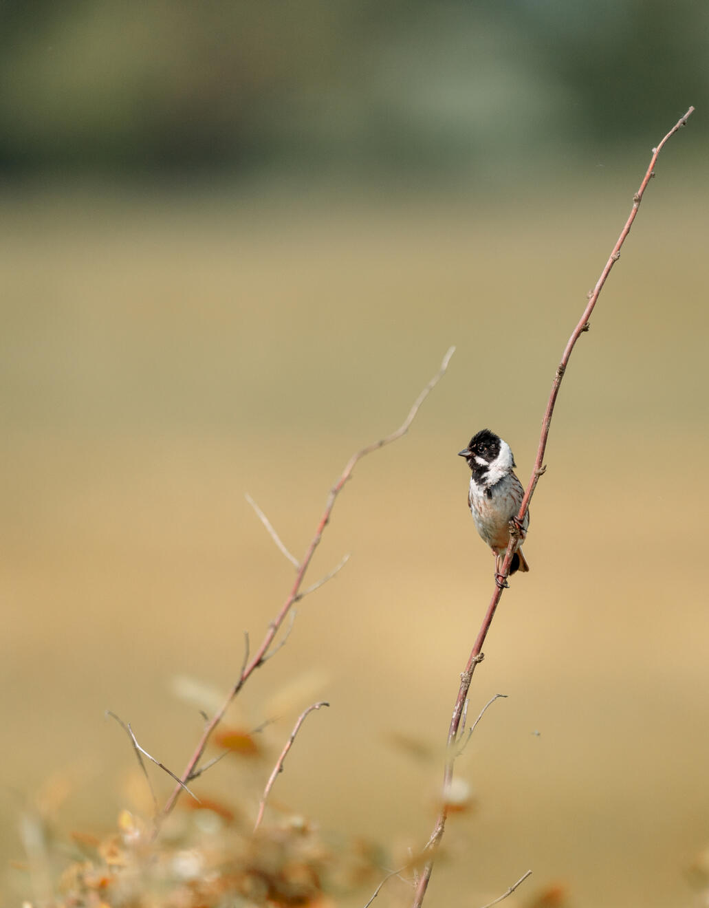 REED BUNTING