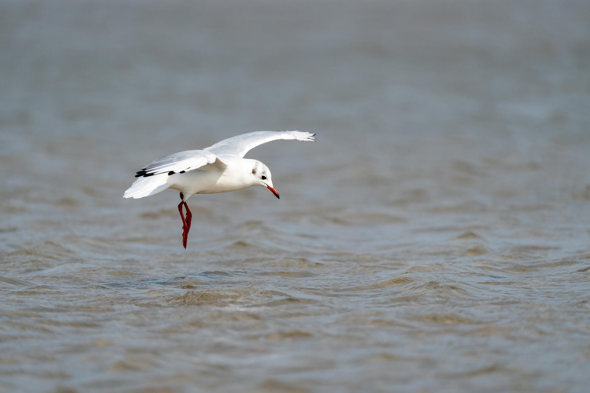Black-headed gull