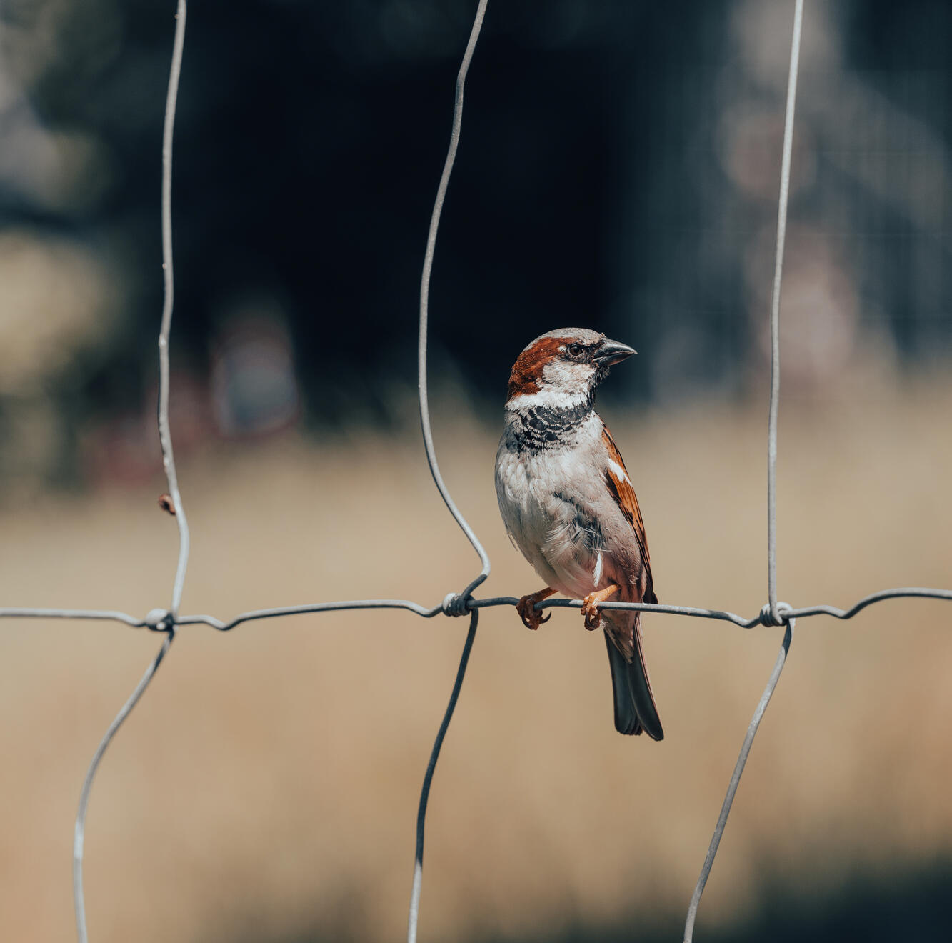 HOUSE SPARROW