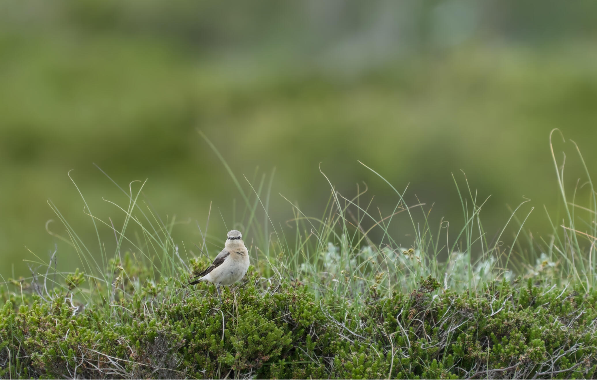 Northern wheatear
