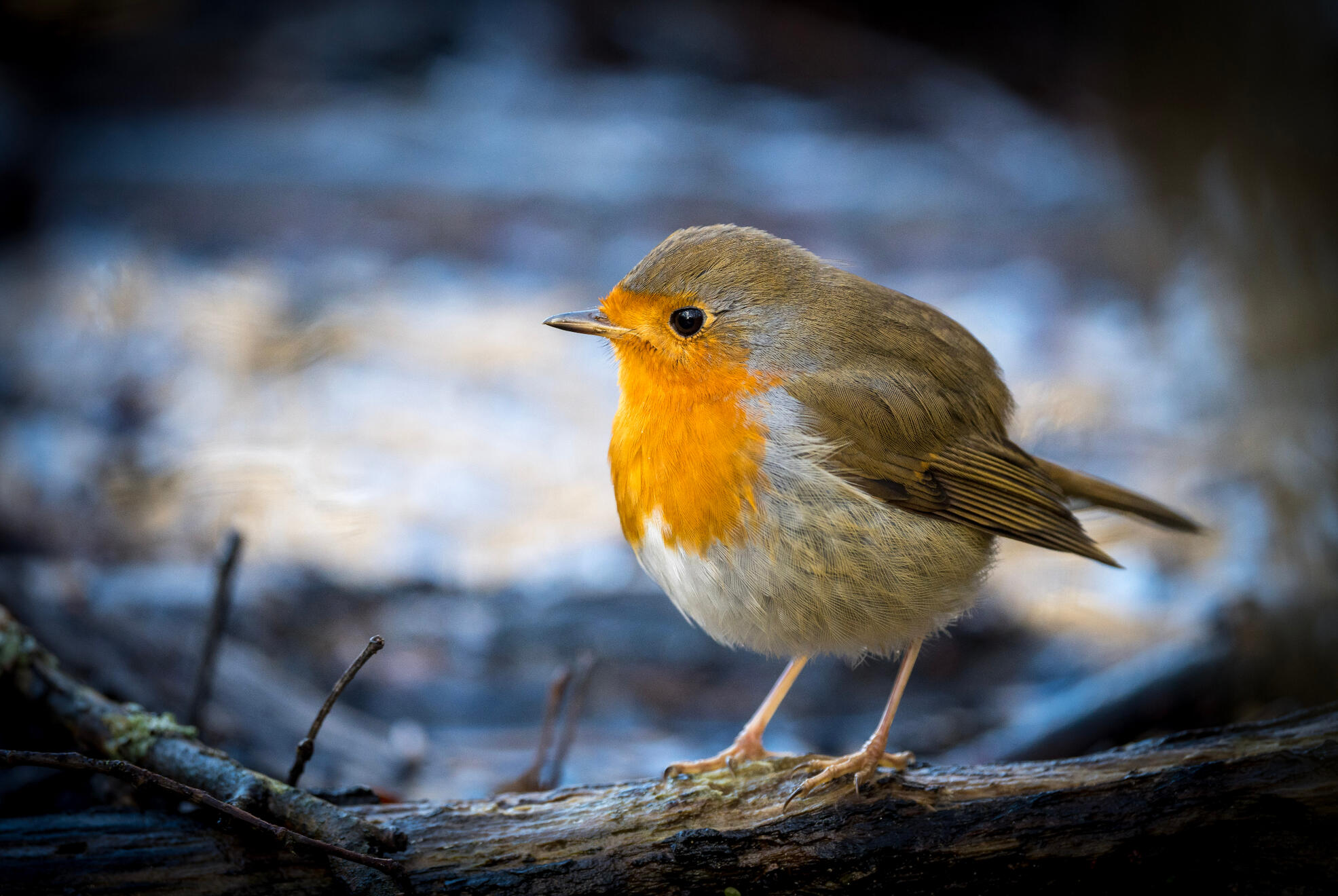 European robin