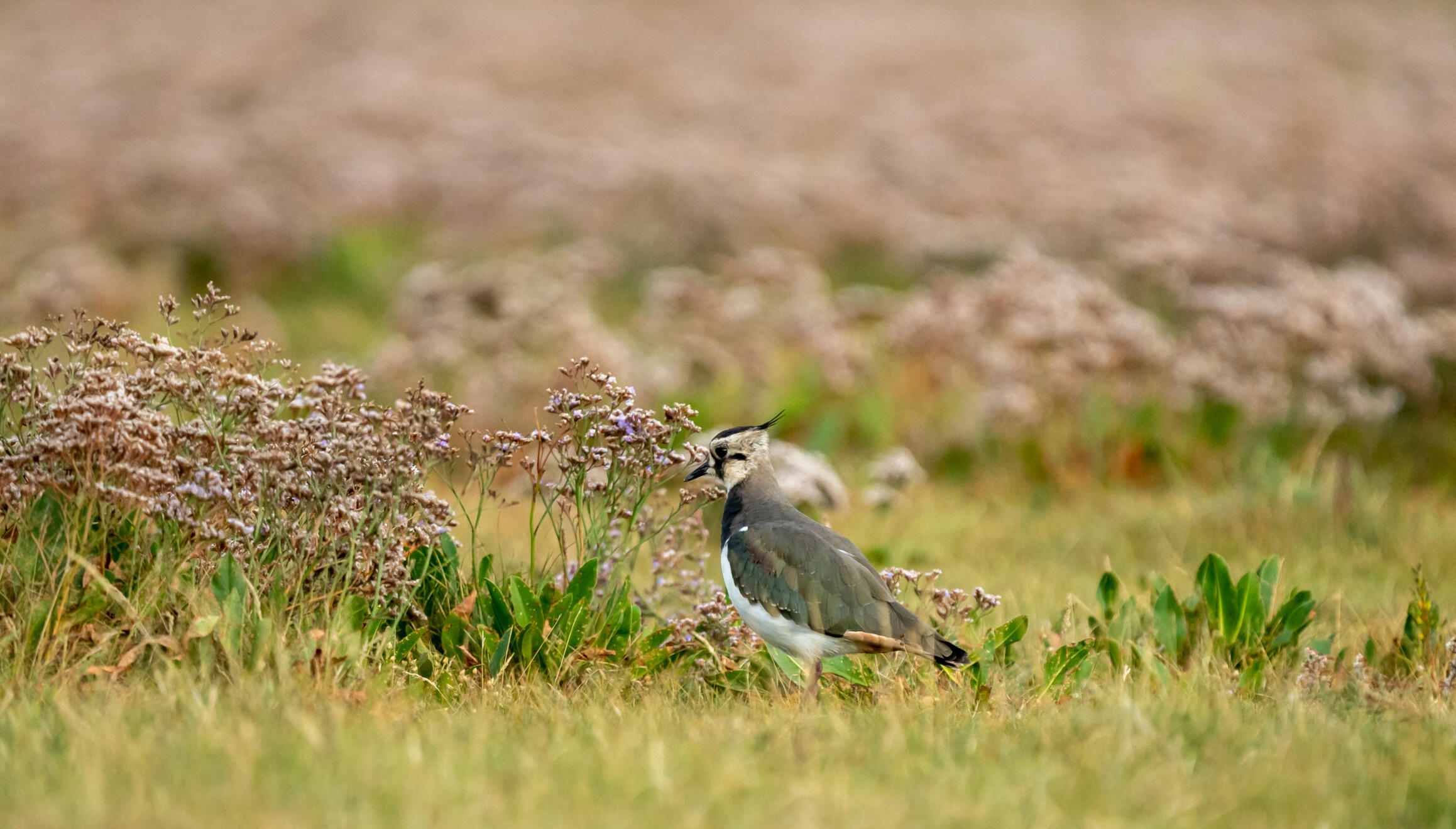 LAPWING
