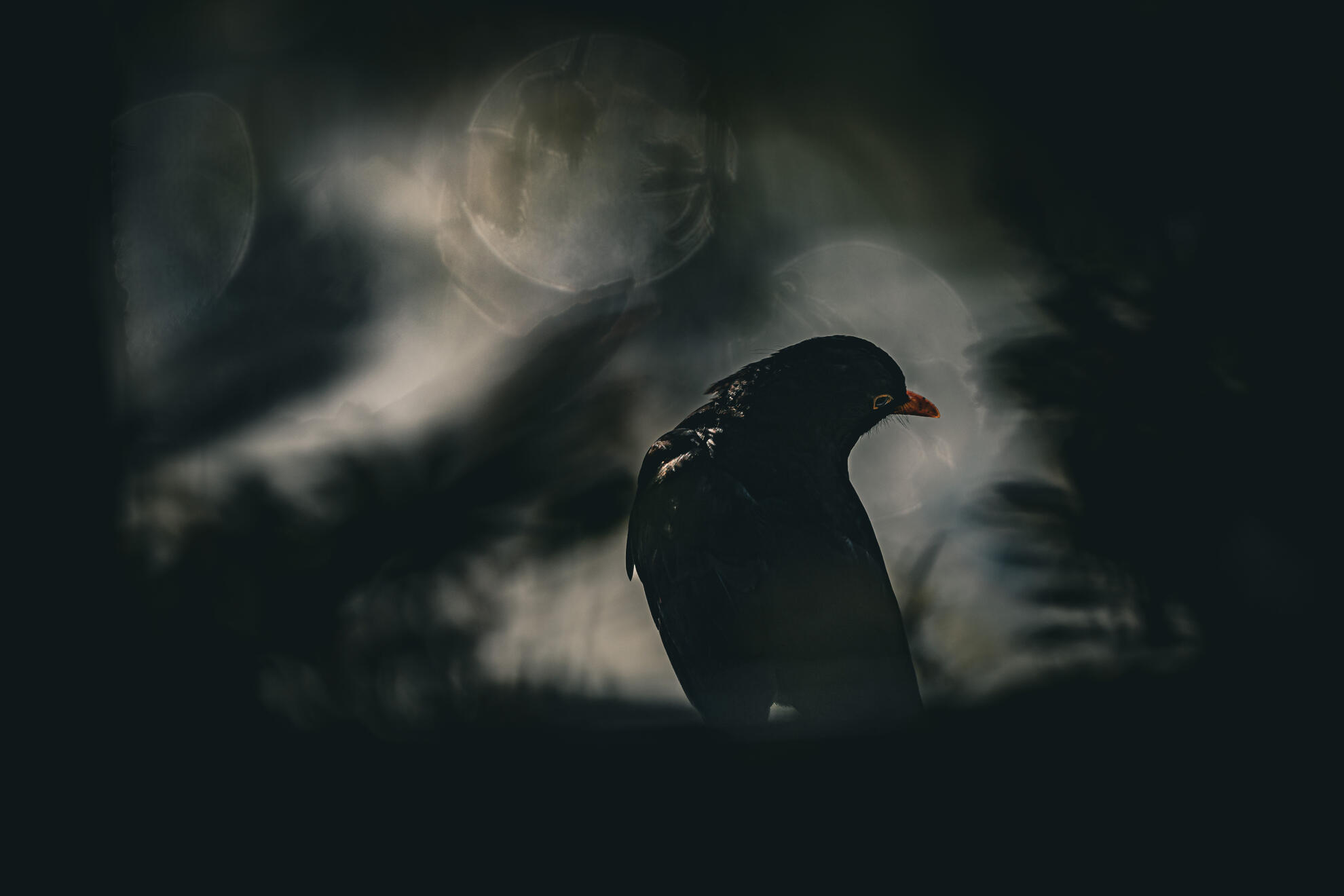 Blackbird
