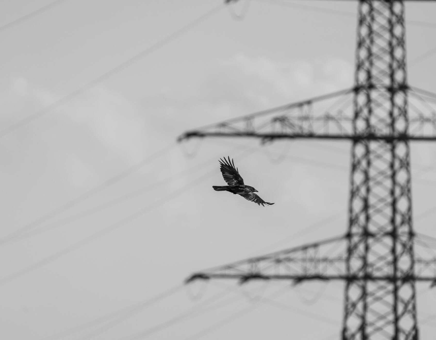 COMMON RAVEN